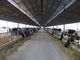Prefabrykowane systemy ram stalowych Hodowla krów / koni z paneli dachowych dostawca
