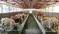 Trwałe Prefabrykowane Konstrukcje Stalowe Krowy / Końcówki Elastycznymi Wykorzystaniem dużej Przestrzeni dostawca